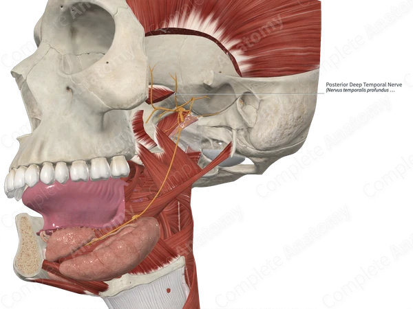 Posterior Deep Temporal Nerve