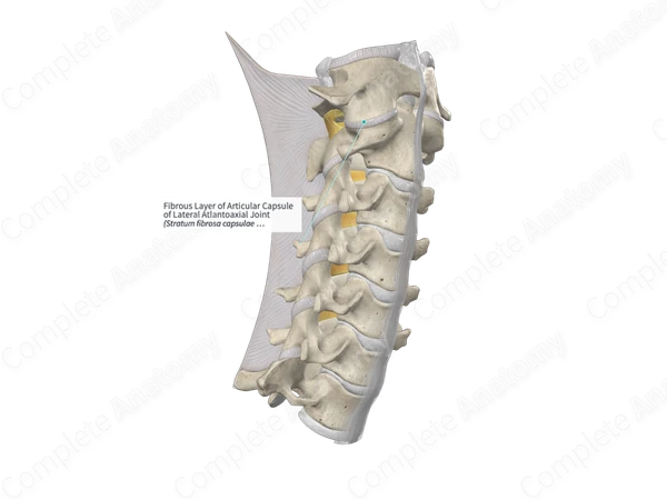 Fibrous Layer of Articular Capsule of Lateral Atlantoaxial Joint