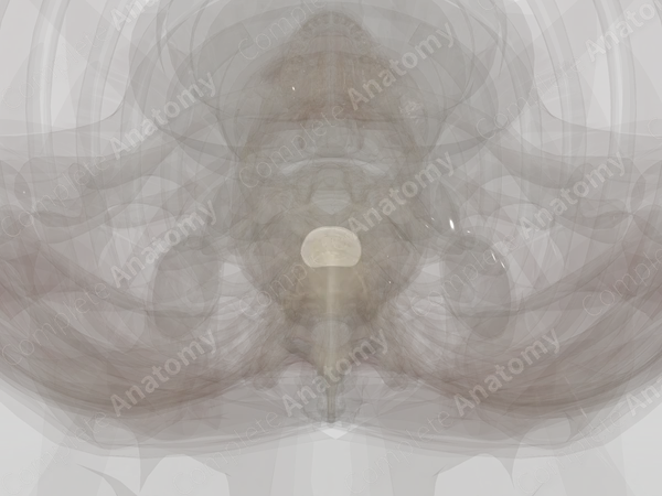 Intervertebral Disc (T2-T3)