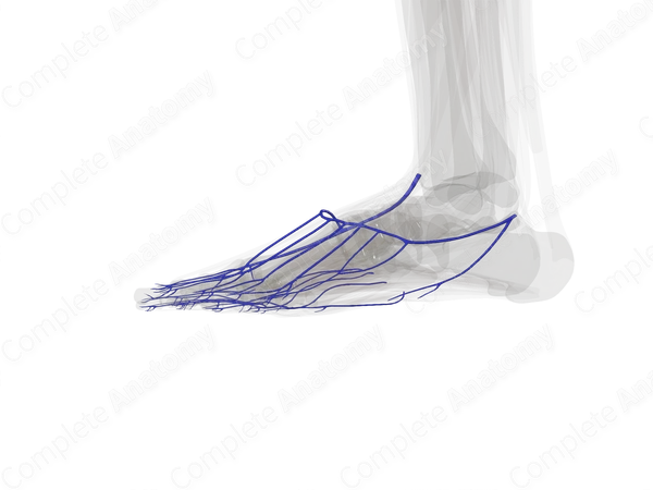 Superficial Veins of Ankle and Foot (Left)