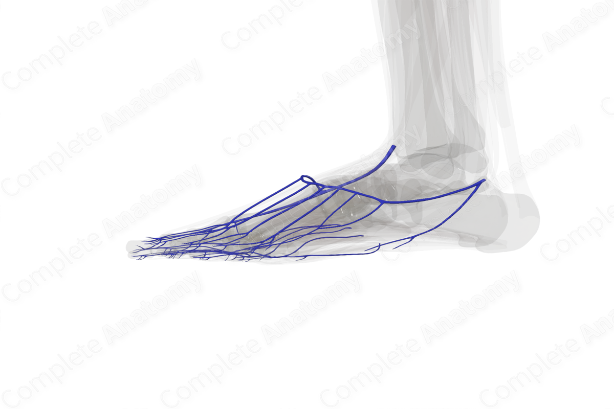 Superficial Veins of Ankle and Foot (Left)
