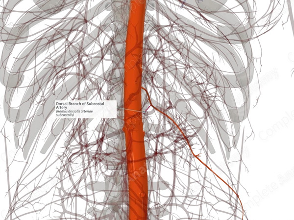 Dorsal Branch of Subcostal Artery (Left)