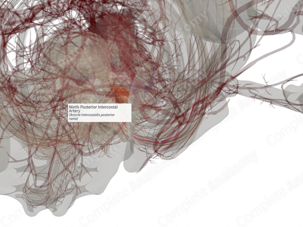 Ninth Posterior Intercostal Artery (Left)