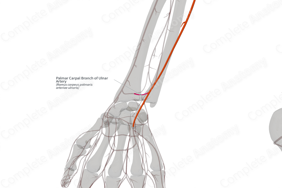 Palmar Carpal Branch of Ulnar Artery (Left)