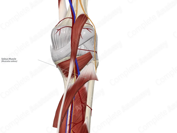 Soleus Muscle