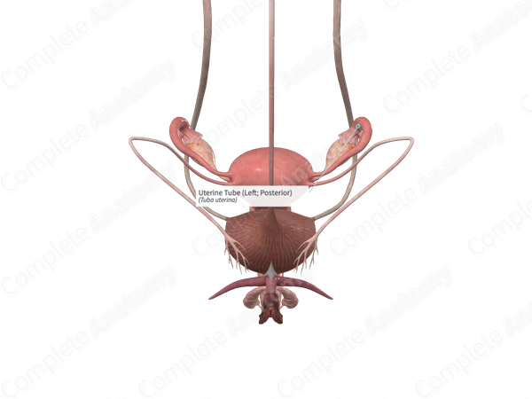 Uterine Tube (Left; Posterior)