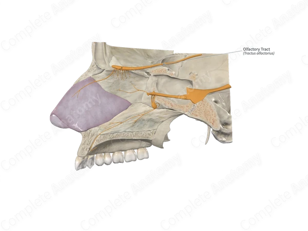 Olfactory Tract