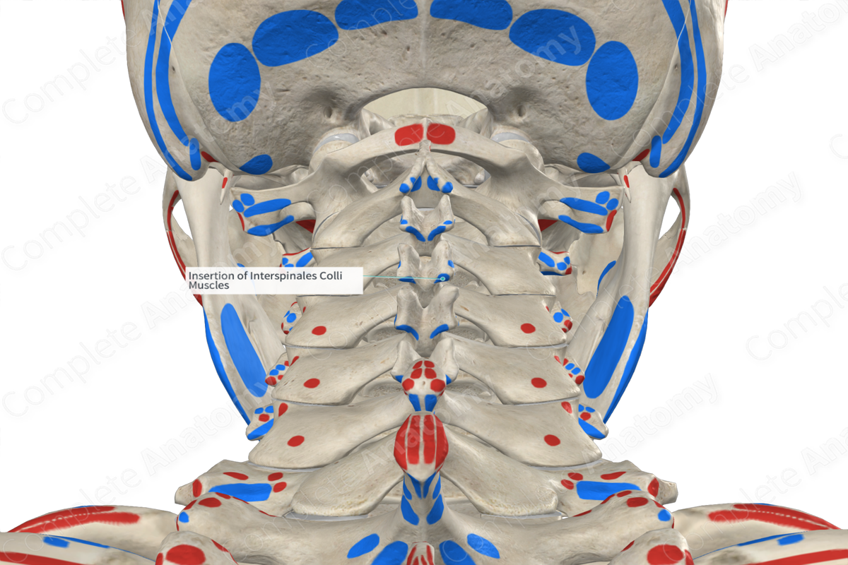 Insertion of Interspinales Colli Muscles