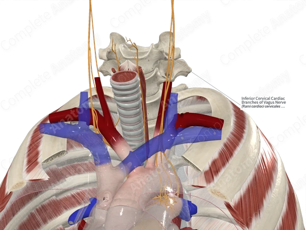 Inferior Cervical Cardiac Branches of Vagus Nerve