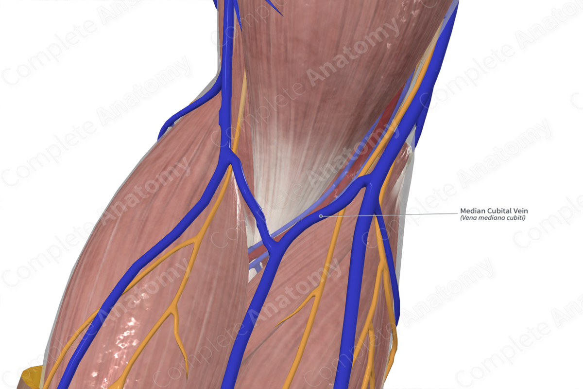 Anatomy of the median nerve and its clinical applications - ScienceDirect