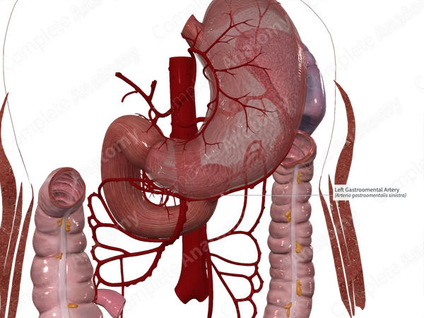 Left Gastroomental Artery