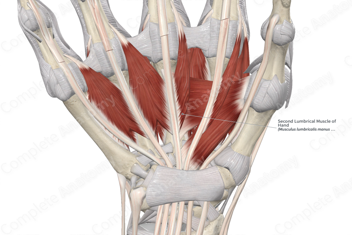 Second Lumbrical Muscle of Hand 