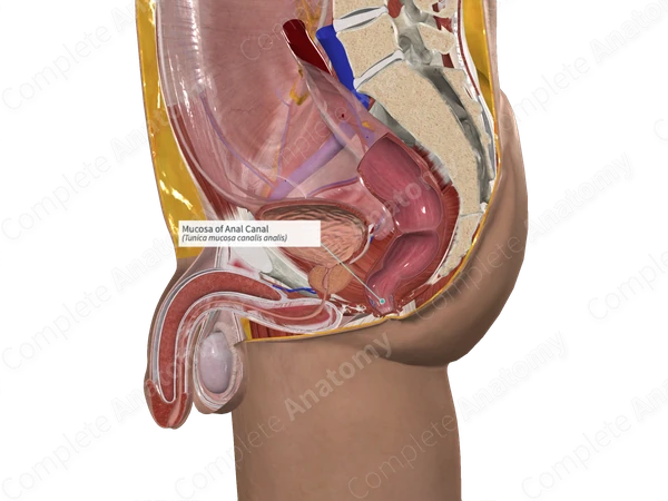 Mucosa of Anal Canal 
