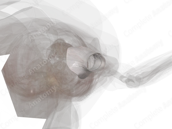 Articular Capsule of Hip Joint (Left)