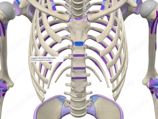 Jugular Notch of Sternum Complete Anatomy