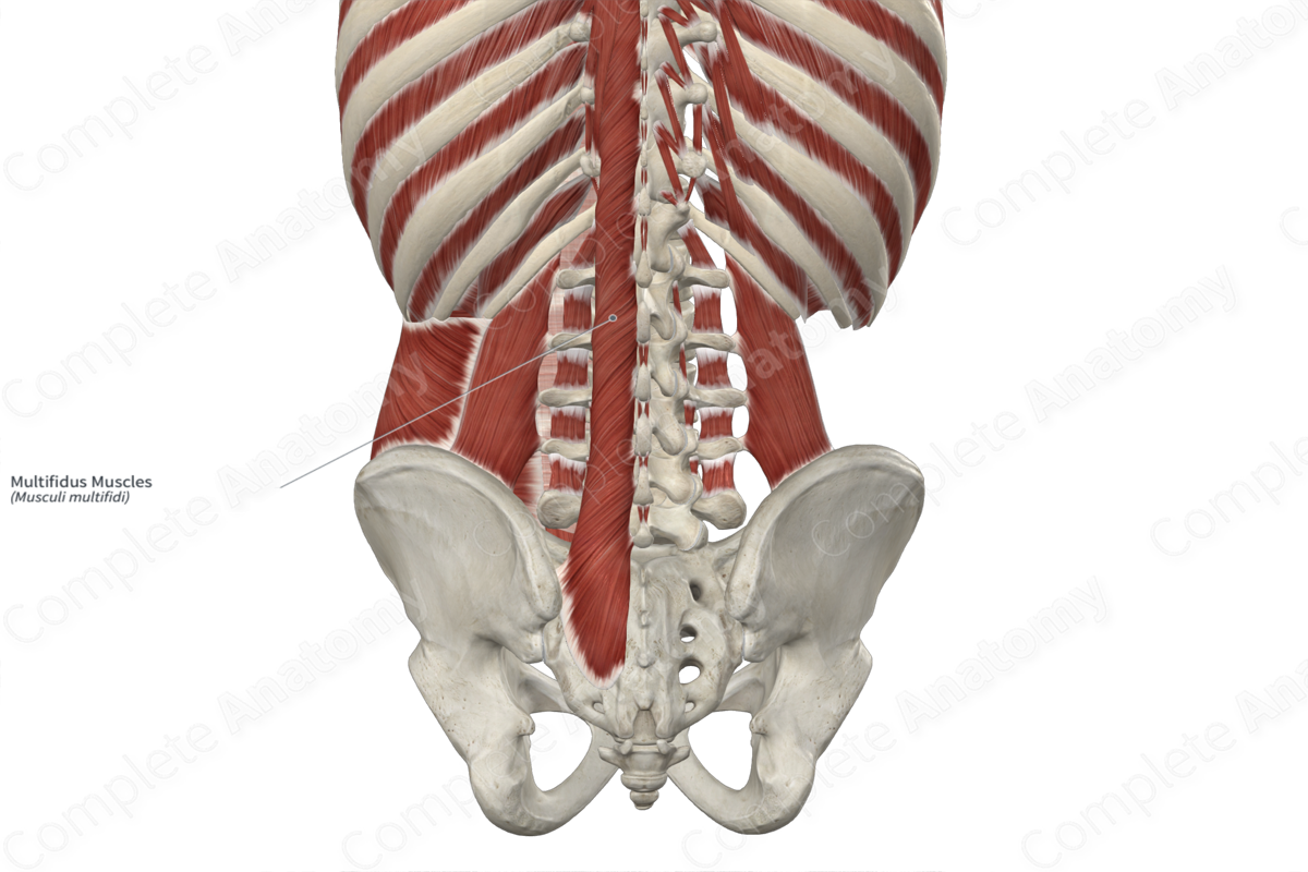 Multifidus Muscles 