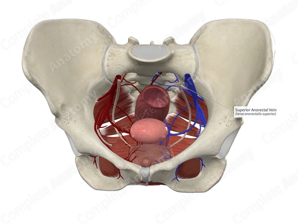 Superior Anorectal Vein