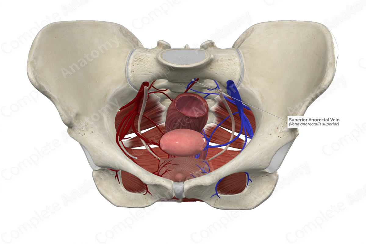 Superior Anorectal Vein