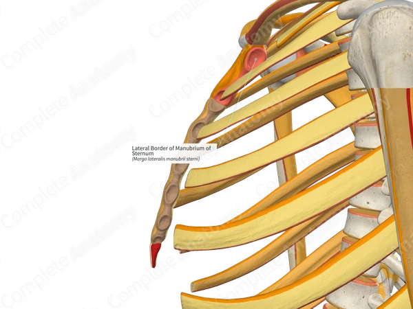 Lateral Border of Manubrium of Sternum (Right)