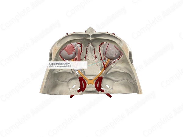 Supraorbital Artery 