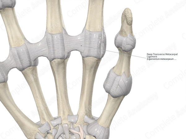Deep Transverse Metacarpal Ligament