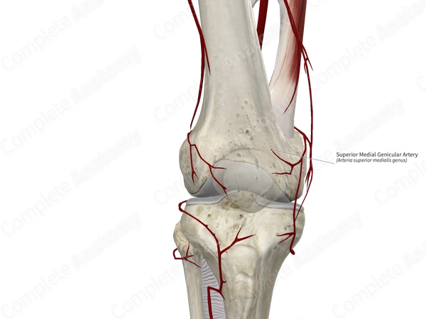 Superior Medial Genicular Artery