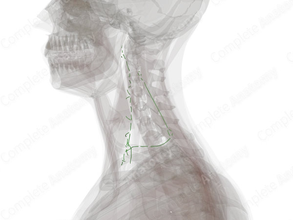 Deep Lateral Cervical Lymph Vessels (Left)