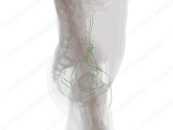Pelvic Lymph Vessels