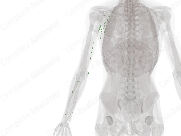 Lymph Nodes of Upper Limb (Left)