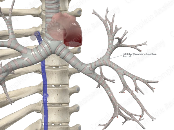 Left Superior Lobar Bronchus