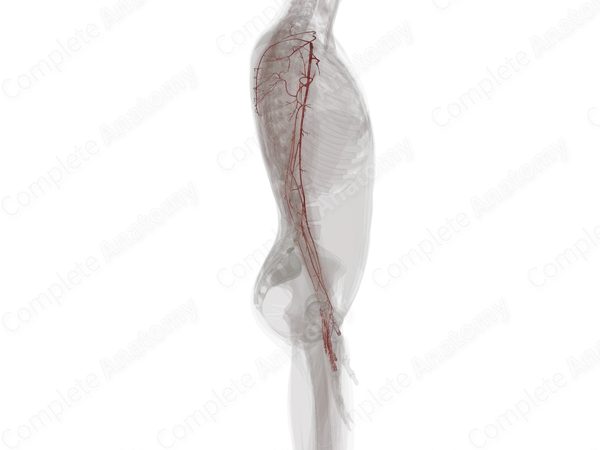 Arteries of Upper Limb (Left)