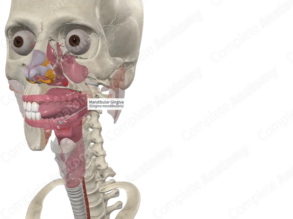 Mandibular Gingiva 
