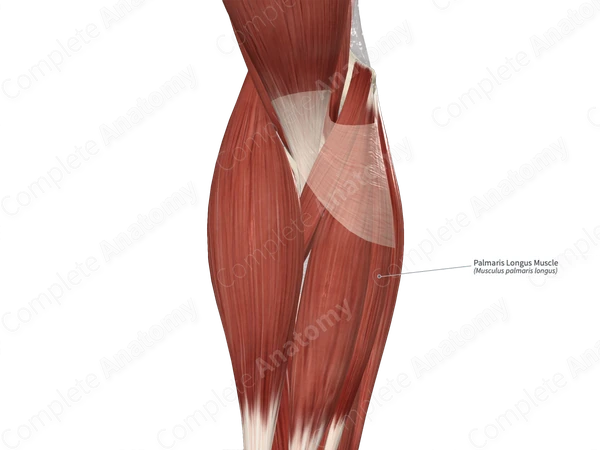 Palmaris Longus Muscle