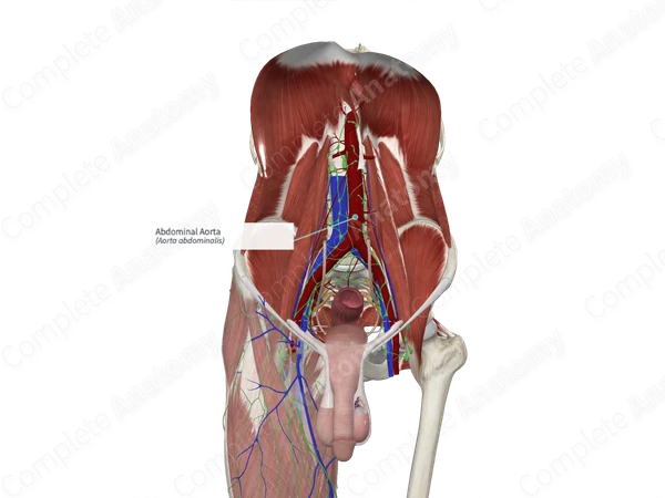 Abdominal Aorta