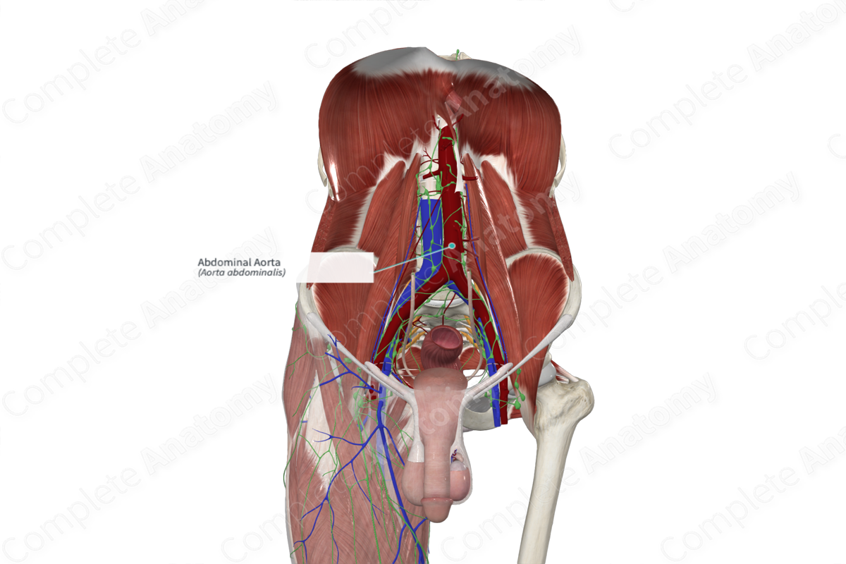 Abdominal Aorta