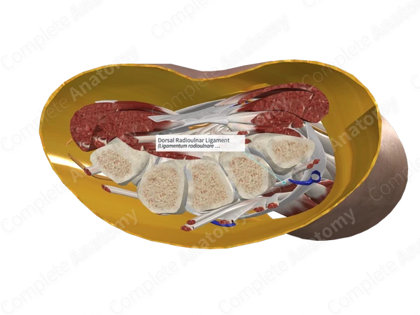 Dorsal Radioulnar Ligament 
