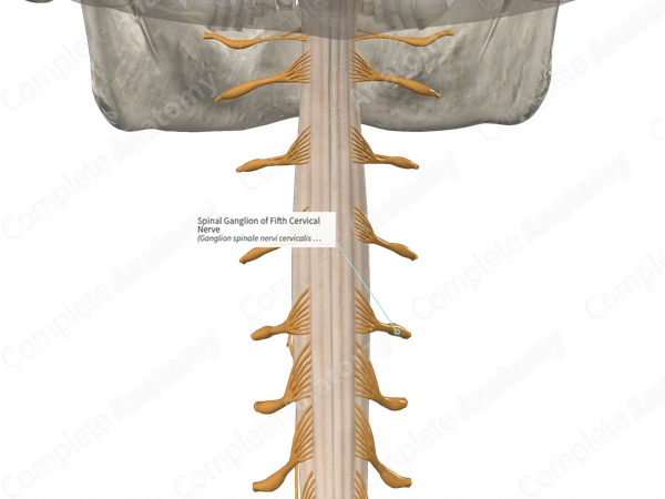 Spinal Ganglion of Fifth Cervical Nerve 