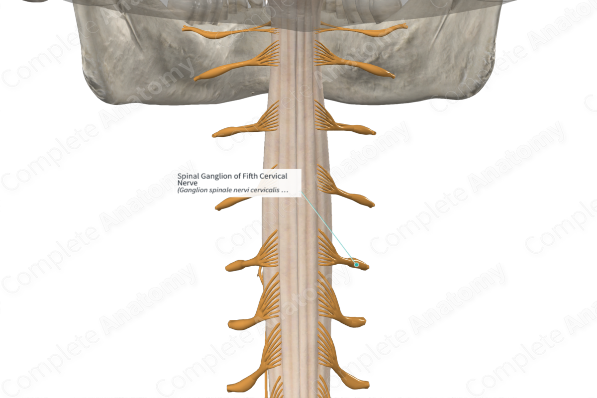 Spinal Ganglion of Fifth Cervical Nerve 