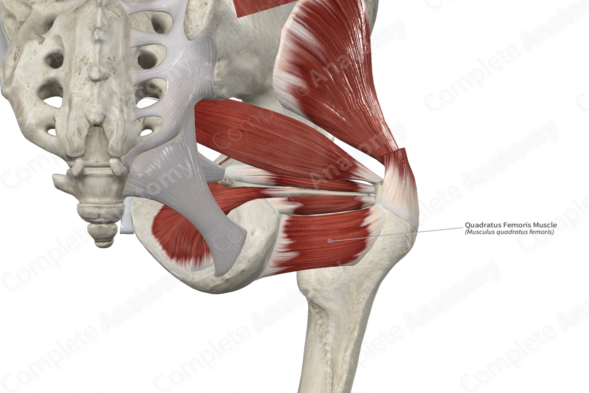 Quadratus Femoris Muscle | Complete Anatomy