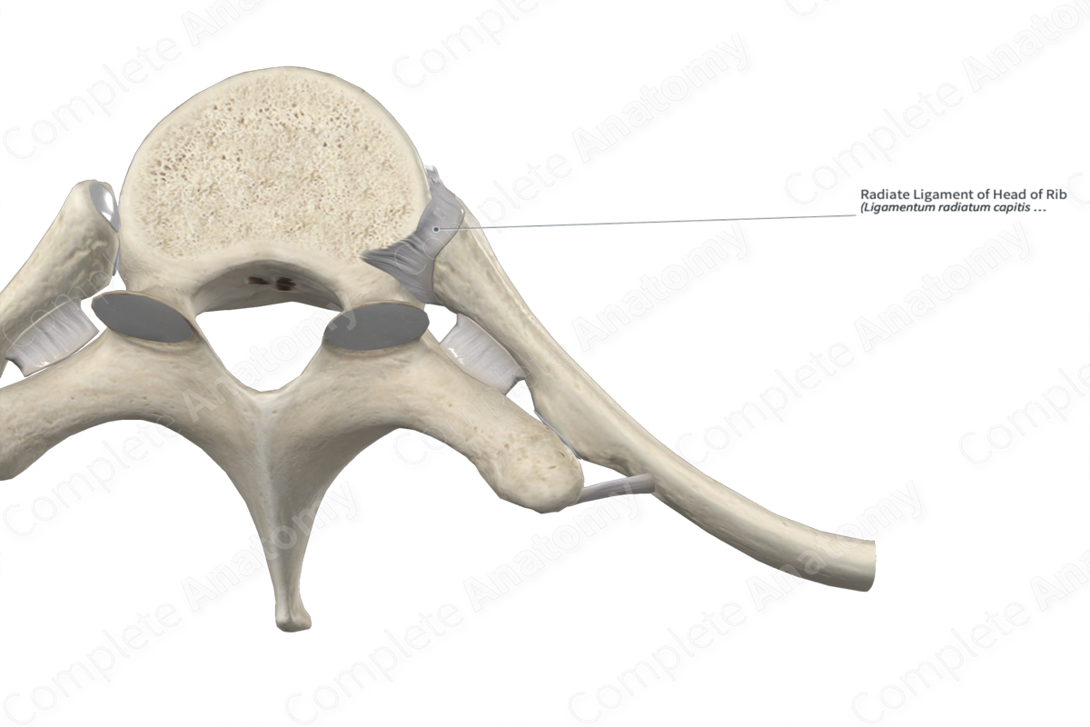 Radiate Ligament of Head of Rib | Complete Anatomy