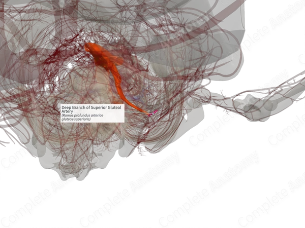 Deep Branch of Superior Gluteal Artery (Right)