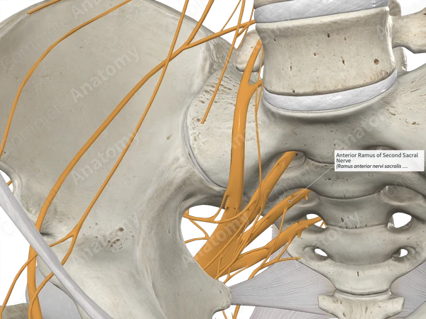 Anterior Ramus of Second Sacral Nerve