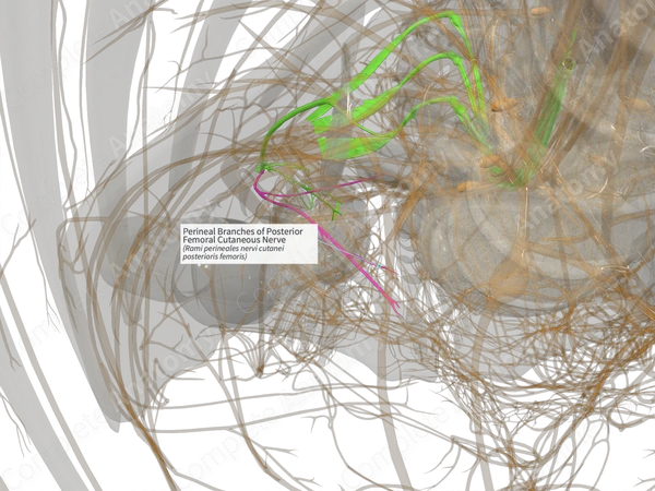 Perineal Branches of Posterior Femoral Cutaneous Nerve (Right)