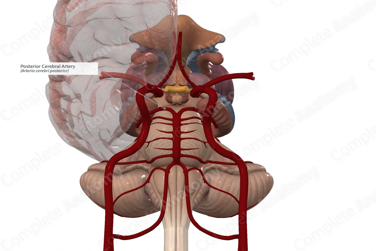 Posterior Cerebral Artery 