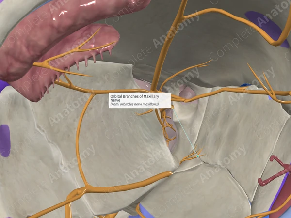 Orbital Branches of Maxillary Nerve 