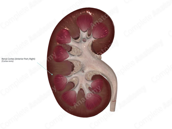 Renal Cortex (Anterior Part; Left)