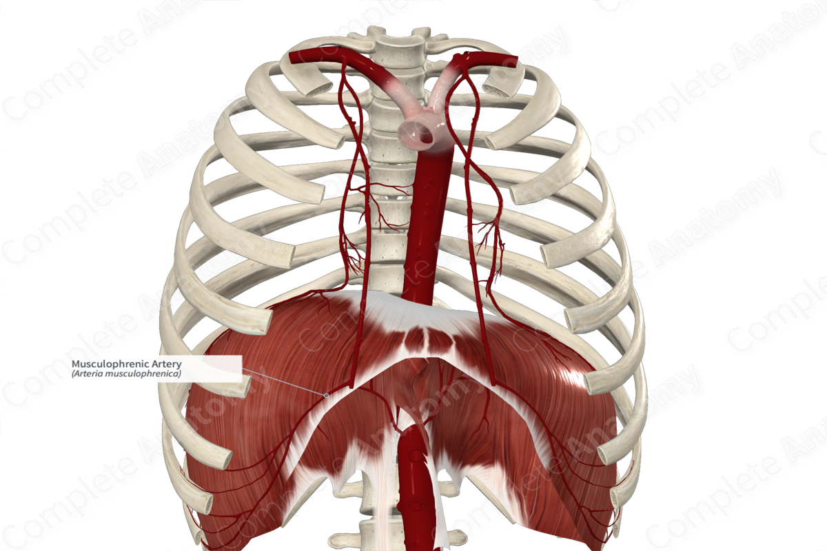 Musculophrenic Artery