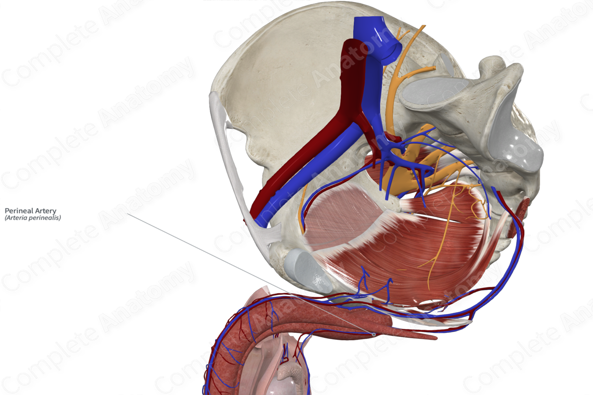 Perineal Artery 