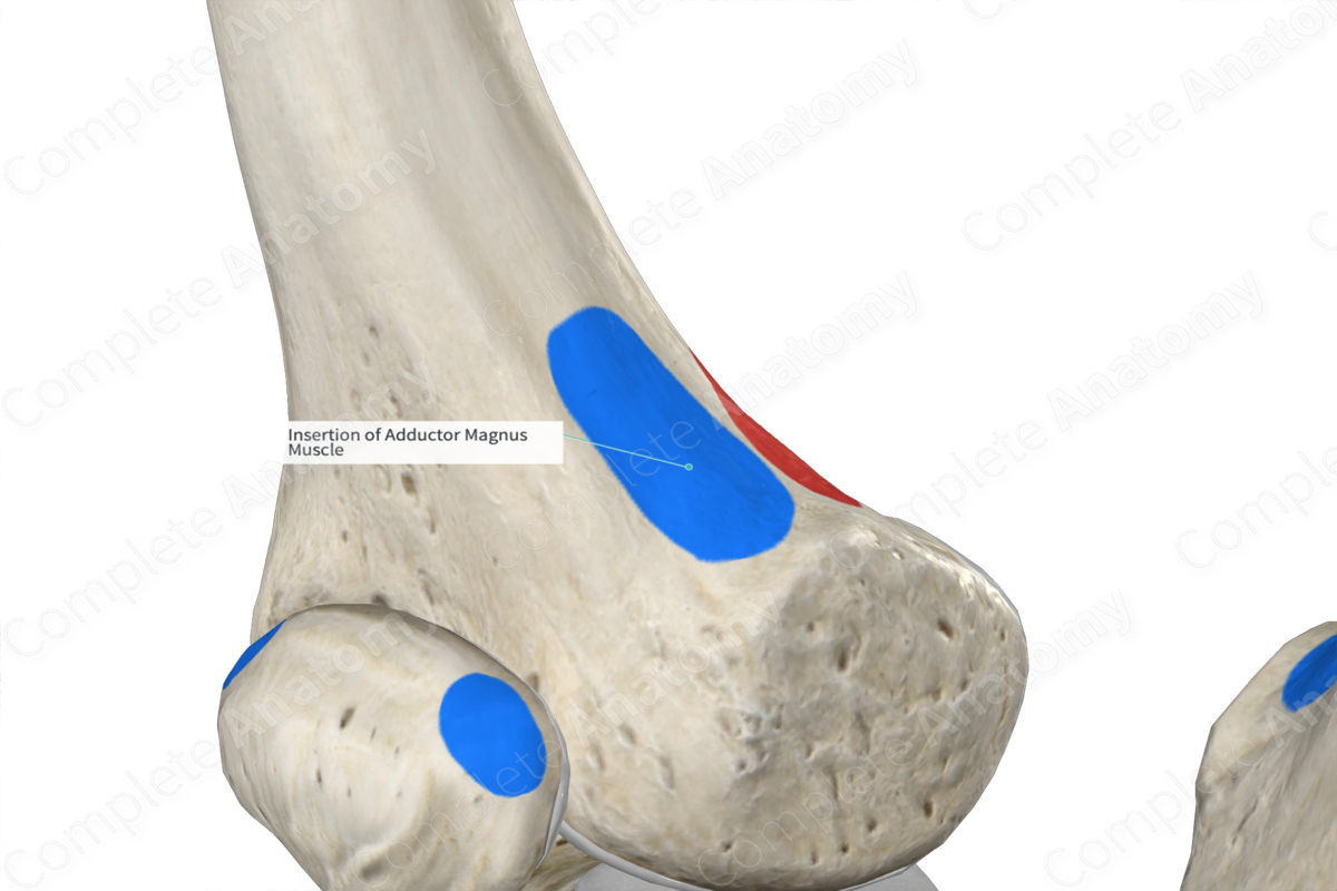 Insertion of Adductor Magnus Muscle