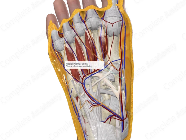 Medial Plantar Veins